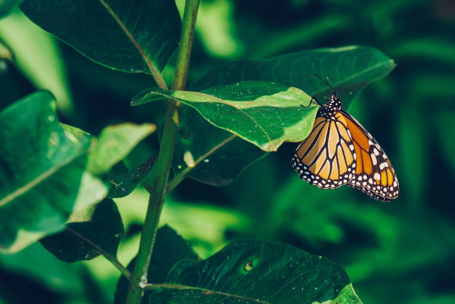 life-centered-design-inspiration-in-nature