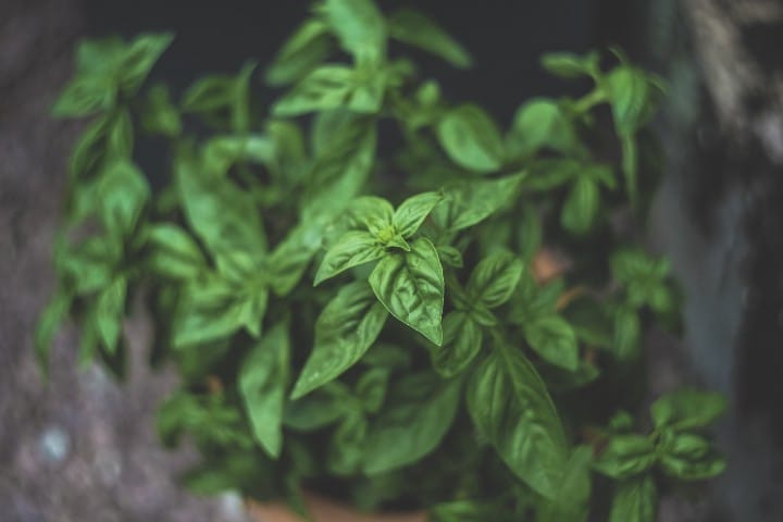 basil for watermelon basil infusion bevi
