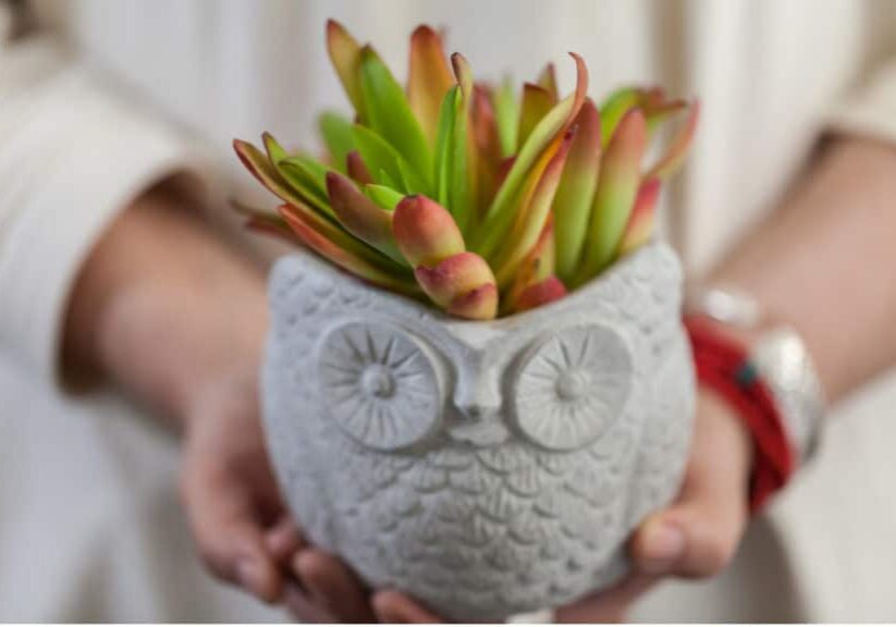 Office-Plants-2