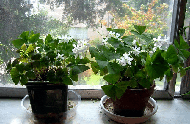 Add Natural Lights and Plants