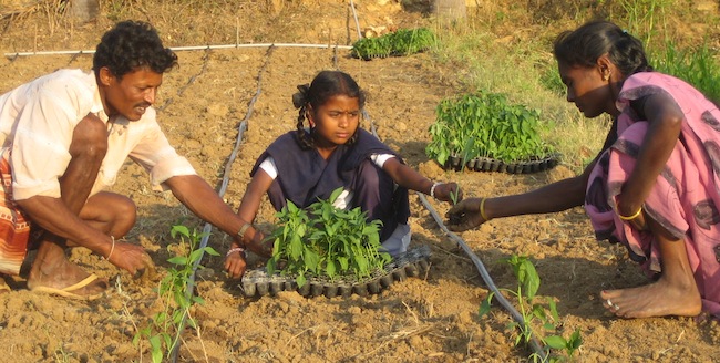 driptech irrigation