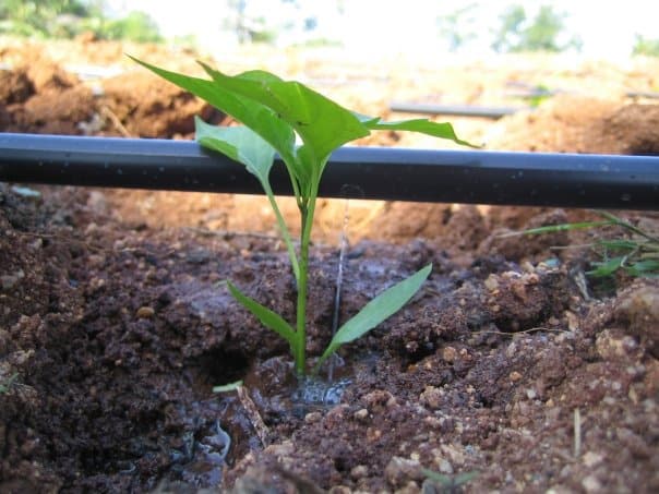 driptech irrigation
