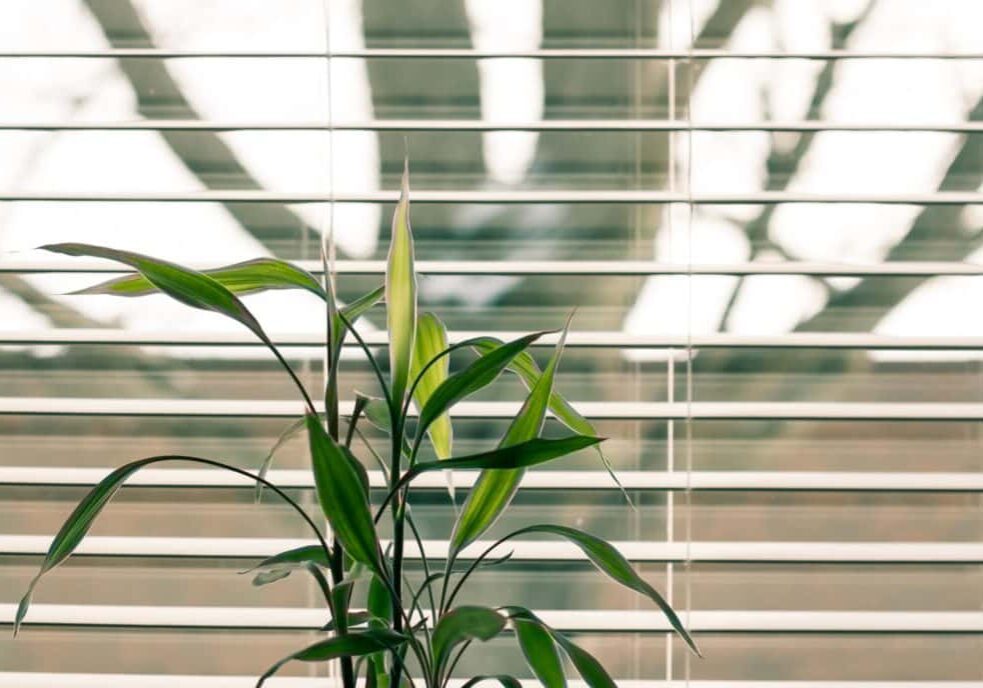 Plant in front of open blinds