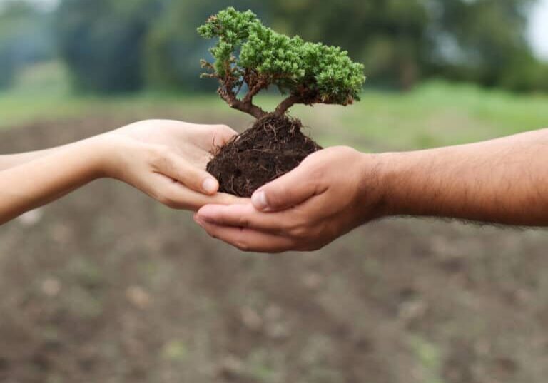 Two hands holding a small bonsai tree