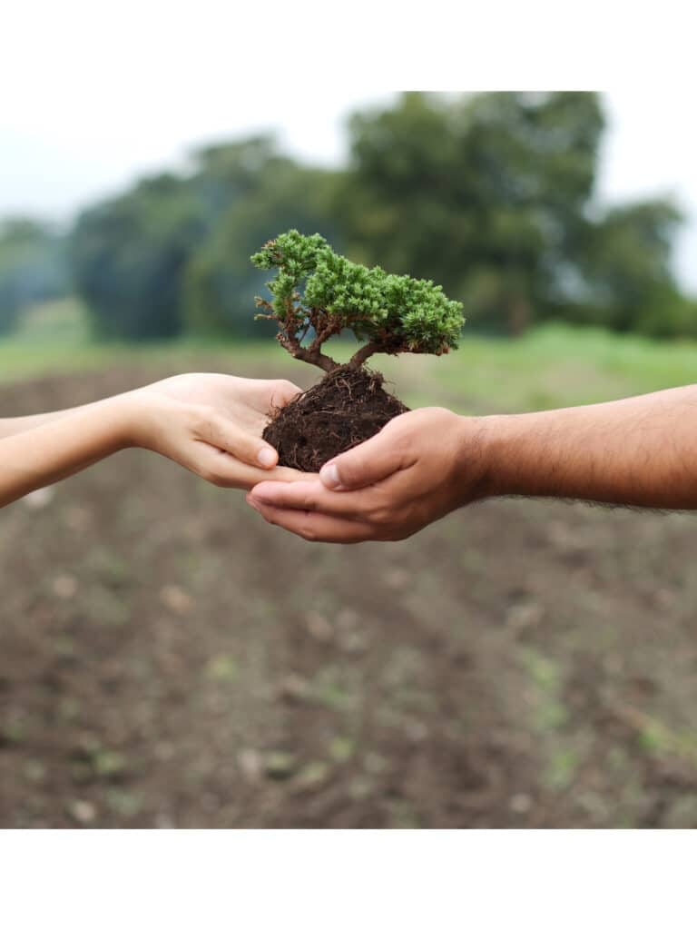 Two hands holding a small bonsai tree
